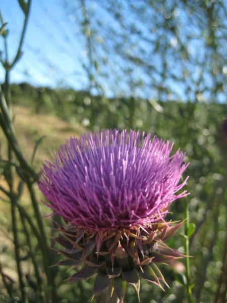 I Think it's a Thistle.