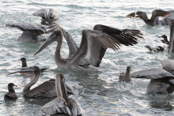 More Pelicans