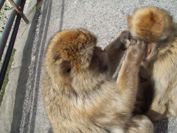 Monkeys at Gibraltar....also known for their robbing skills