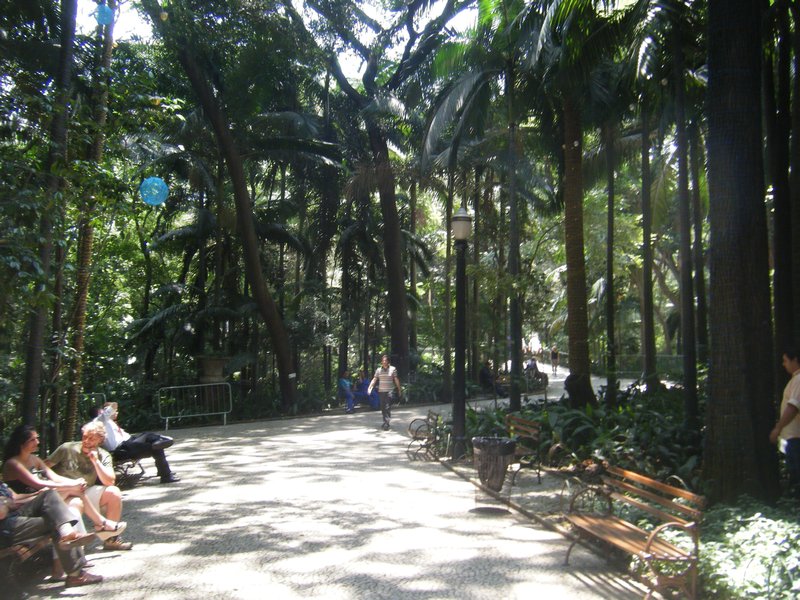 Rainforest in central Sao Paulo