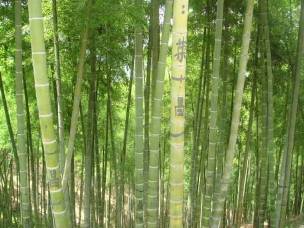 farmers' names on bamboo