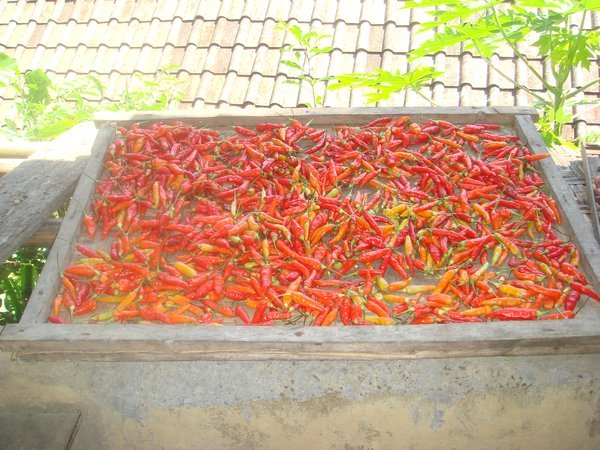 chilis drying