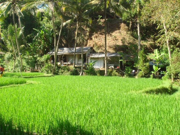 rice fields near Ubud