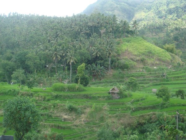 rice fields on way to Amed