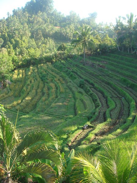 rice terraces near Ubud