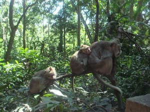 Ubud Monkey Forest2