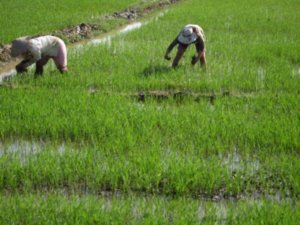 Farming in Vietnam
