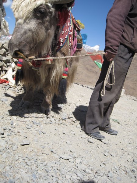 Yak and owner