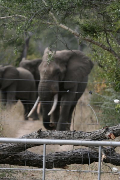 elephants at gate 