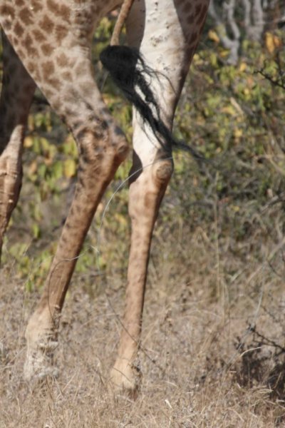 Snared giraffe 