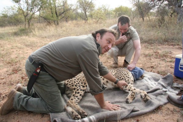 Cheetah pregnancy test