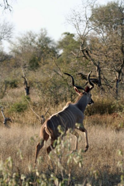 Leaping Kudu
