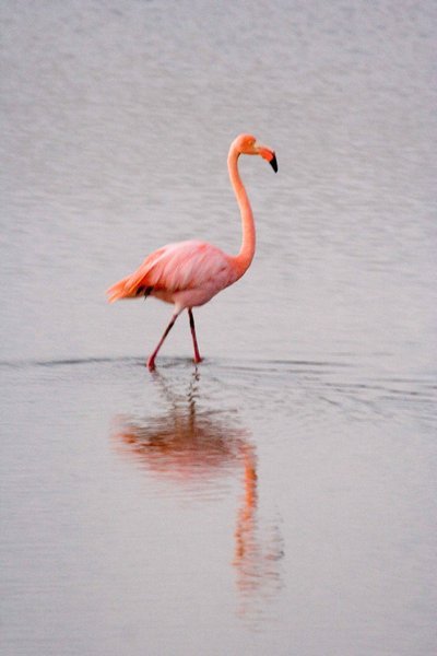 Flamingo in flamingo pool