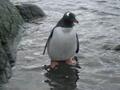Gentoo penguin 
