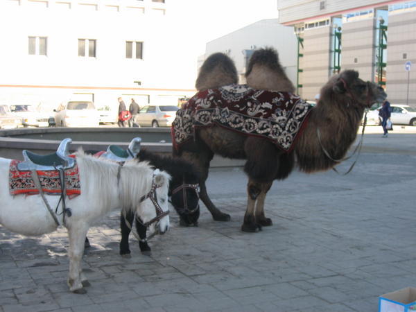 A camel in Irkutsk