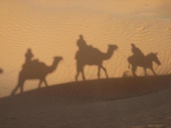 Camels 5