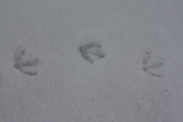 Bear tracks??    Maybe not.