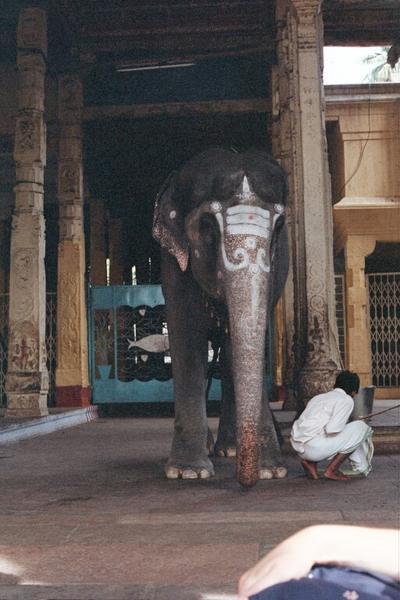 Elephant in a temple