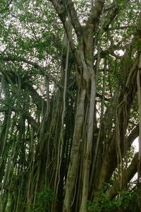 Banyan Tree- India