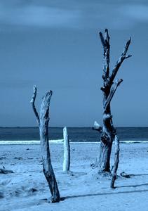 Blue driftwood