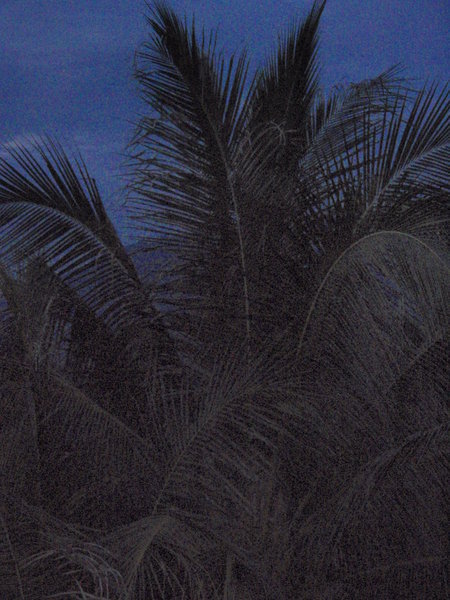 Pretty Coconuts at Night