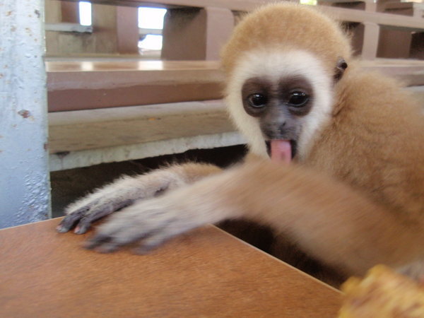 hahahhaa, silly monkey face