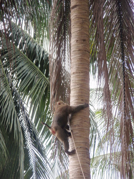 Trained monkey to shuck Coconuts