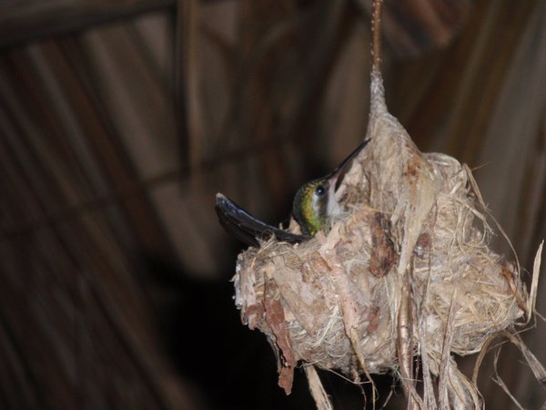 little hummingbird nested on our porch