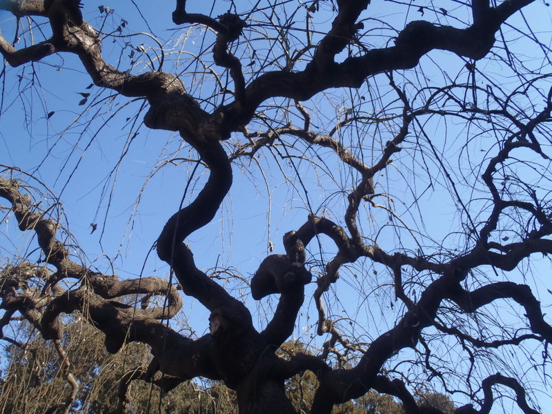 Dragon Paw tree (locust) 