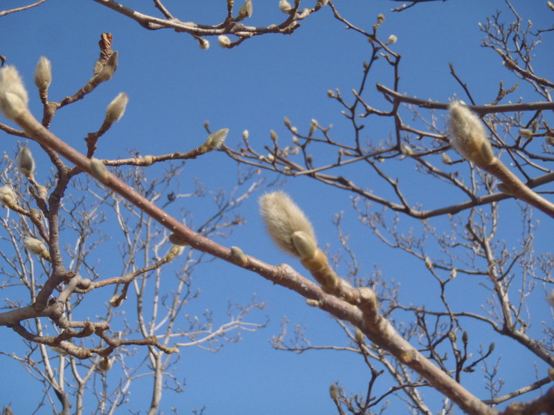 Is it Spring yet? -Magnolia buds