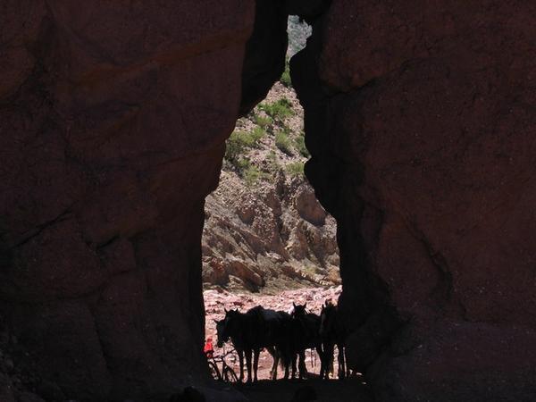 Horses at the Quebrada Seca