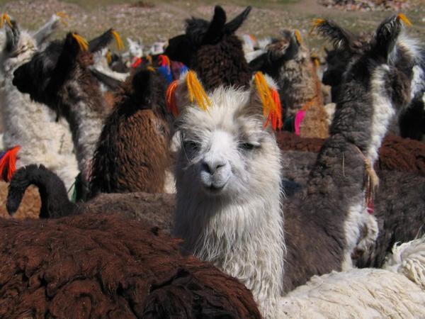 A bunch of lamas