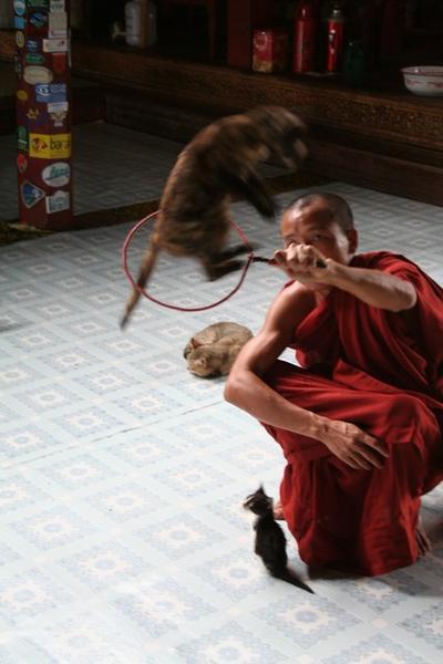 Jumping Cat Monastery