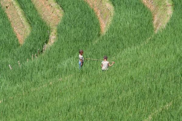 Children in the Rice Paddies