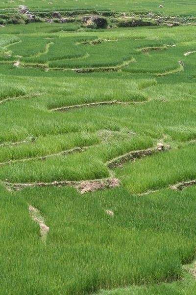 More rice paddies