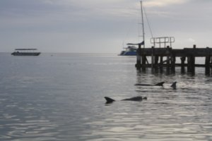 Shark Bay 