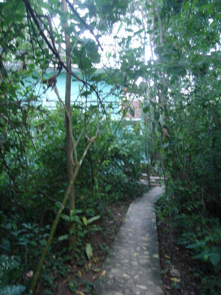 Our Hotel, Margarita's and Ed's Located in the Jungle of El Panchan