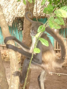 Monkeys Seem to be Very Popular Pets in the Area