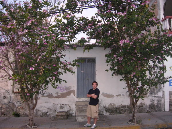 Carlos' Favorite Trees in Chilpancingo