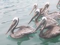 Pelikane haets au aes paar gha
