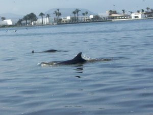 Delphin uf äm Wäg zum Nationalpark