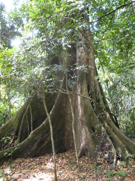 Fern Gully Tree