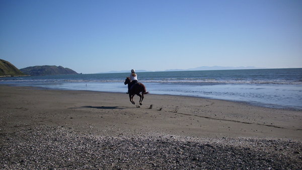 Horse on a beach
