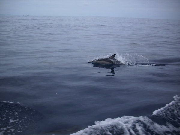 Dolphin on the way to White Island