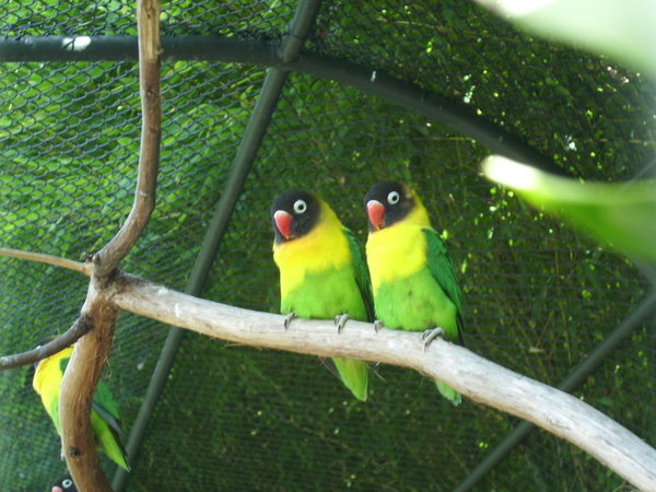 Some very cute Lovebirds