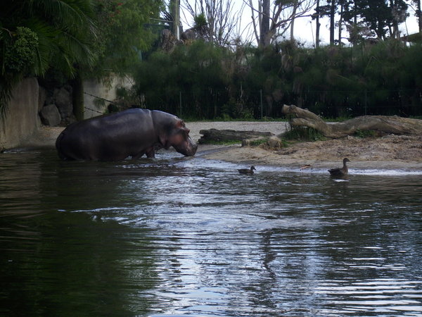 Massive hippo