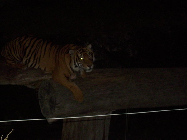 Night tiger