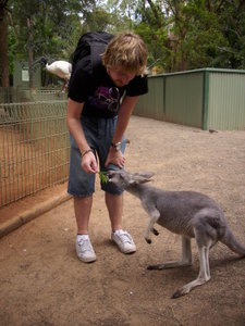 Dan feeding a kangaroo