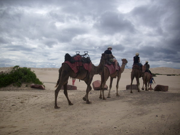 Camels, Port Stephens