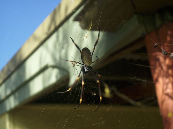 Big spider in Hervey Bay